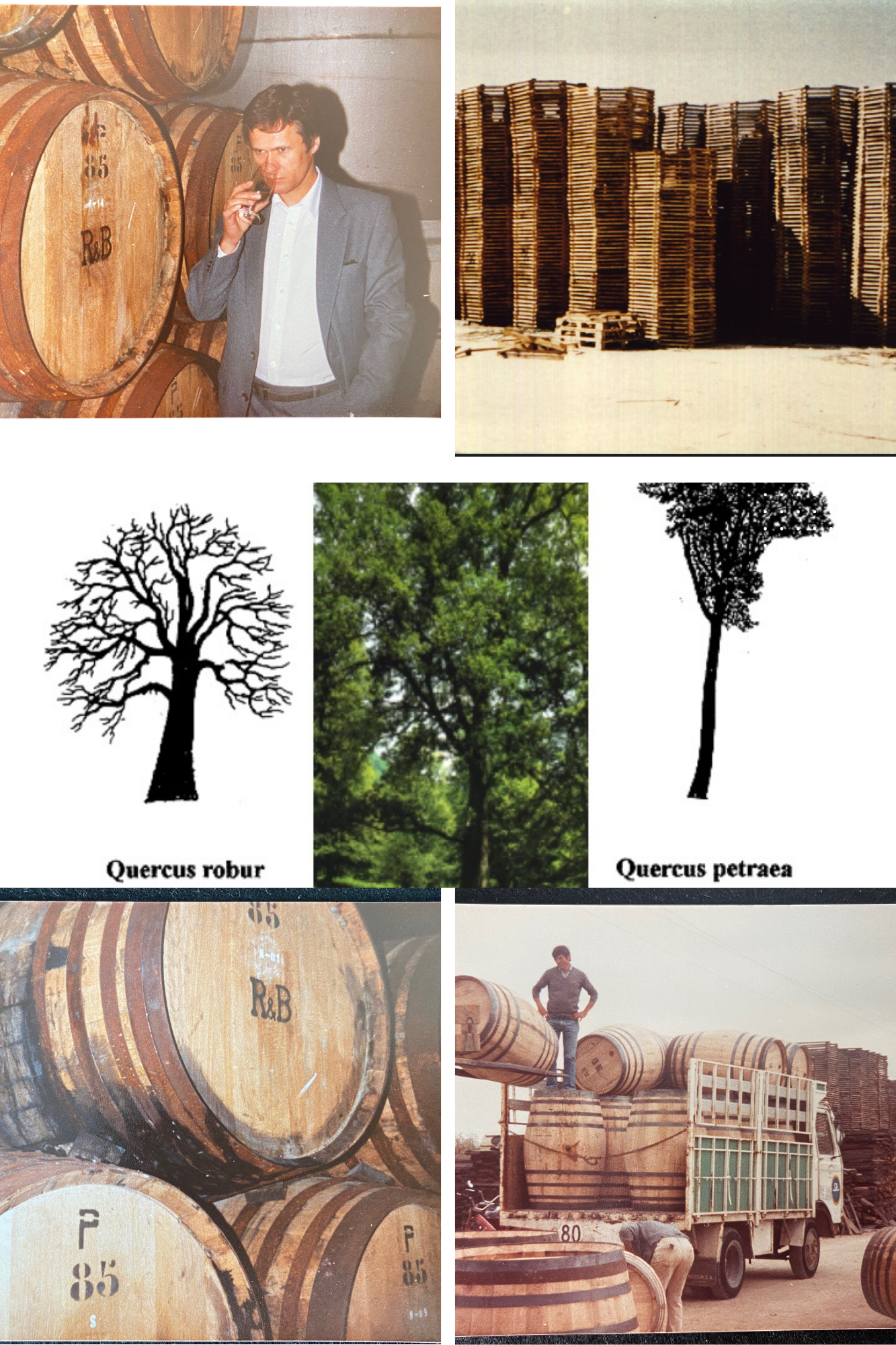 Sherry cask and European oak research